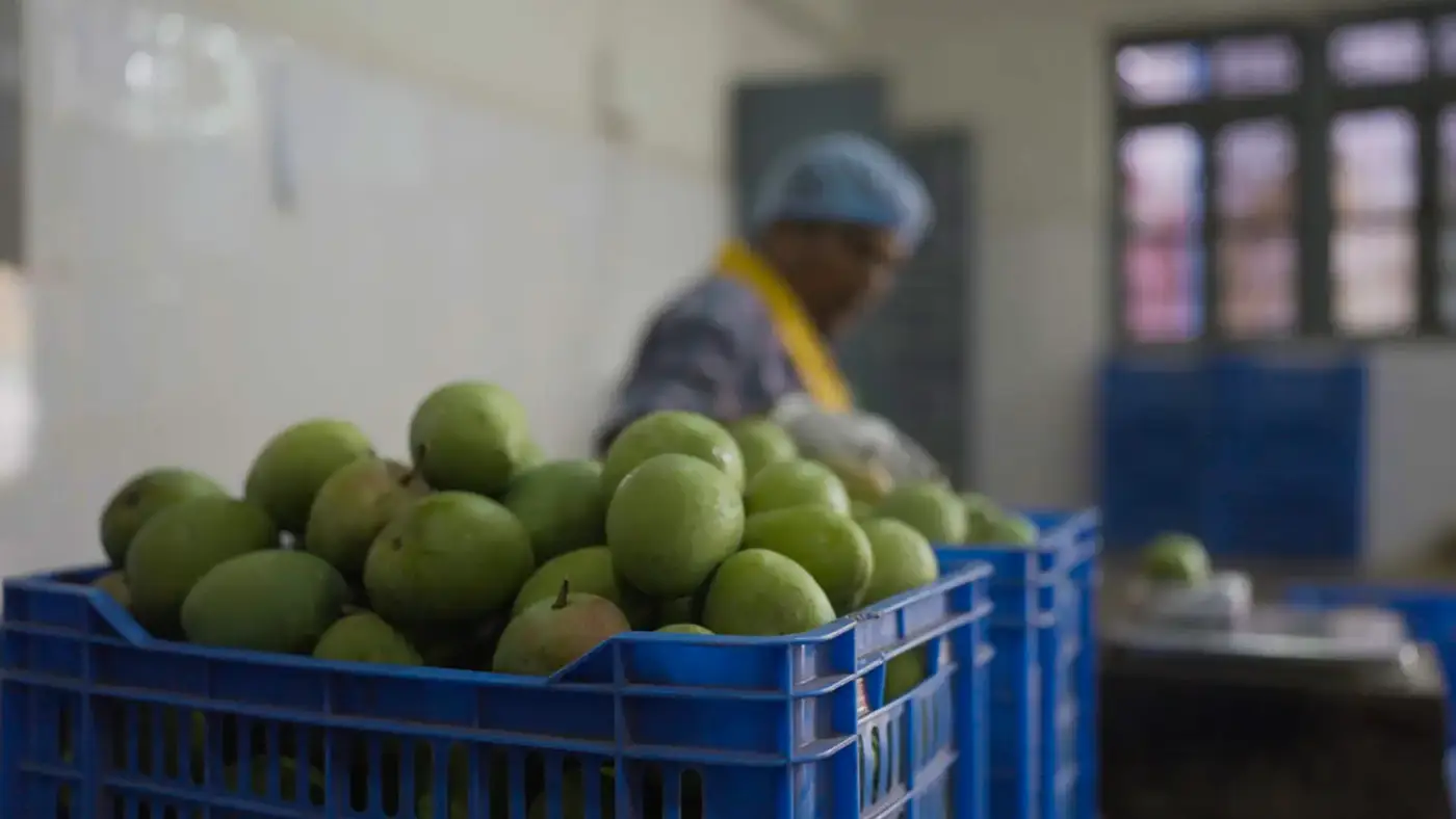 Worker sorting Alphonso mangoes in blue crate