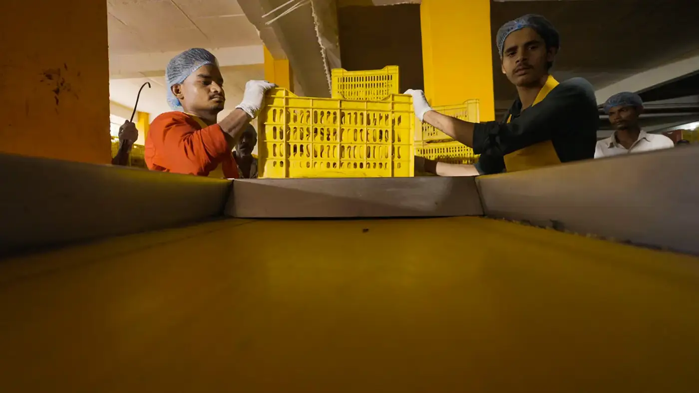 Workers pouring mangoes into processing vat