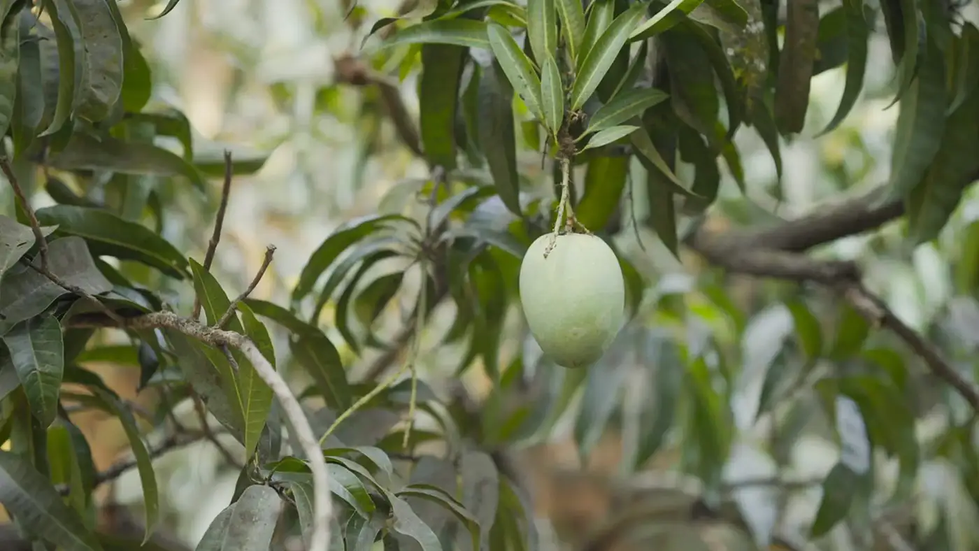 Single Alphonso mango hanging on tree